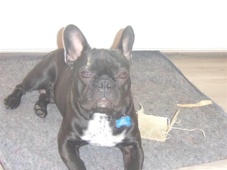Fransk bulldog Bruce - "Mmm jeg nyder solen" billede 7