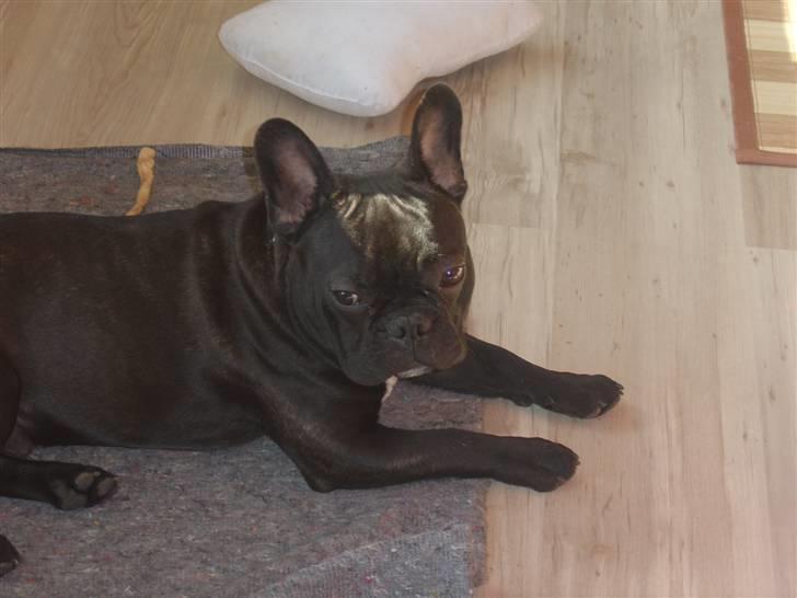 Fransk bulldog Bruce - "Hej mor" billede 8