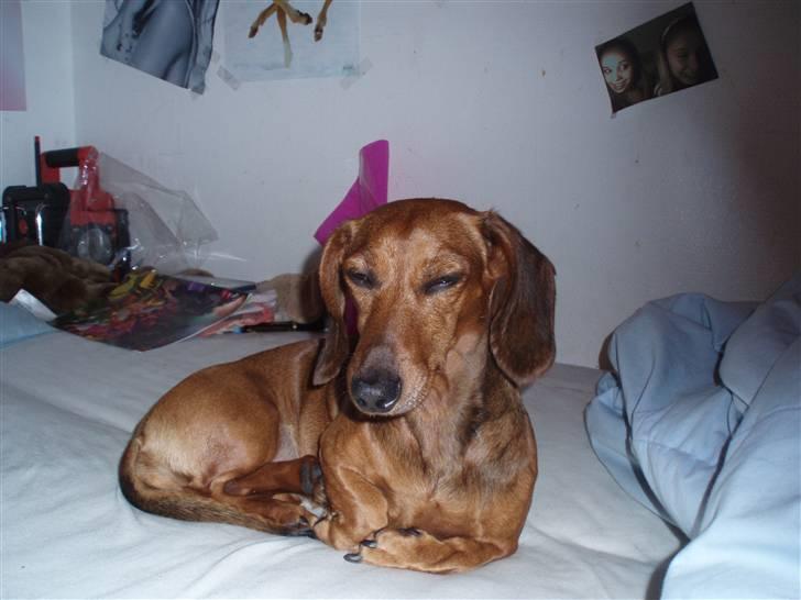 Dværggravhund Trille billede 8