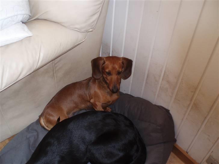 Dværggravhund Trille billede 9