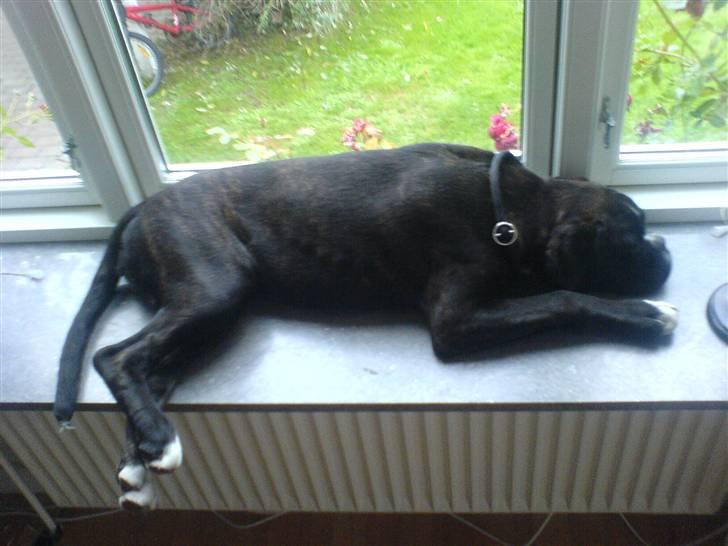 Boxer CHILLI billede 16