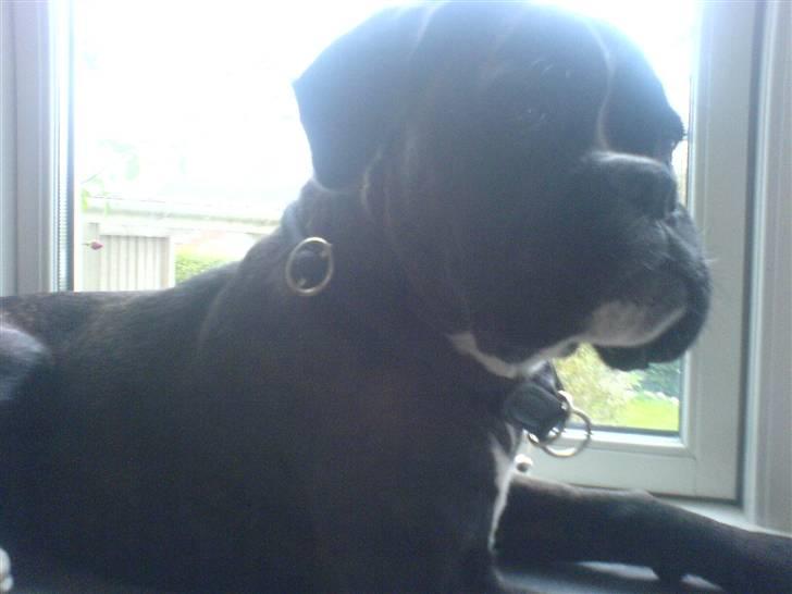 Boxer CHILLI billede 17