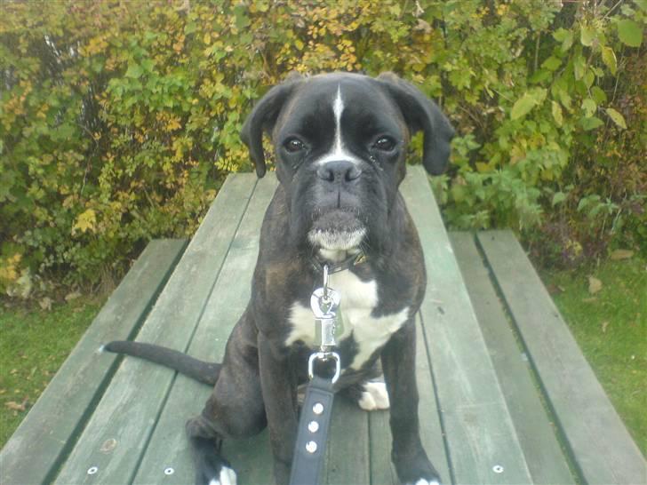 Boxer CHILLI billede 18