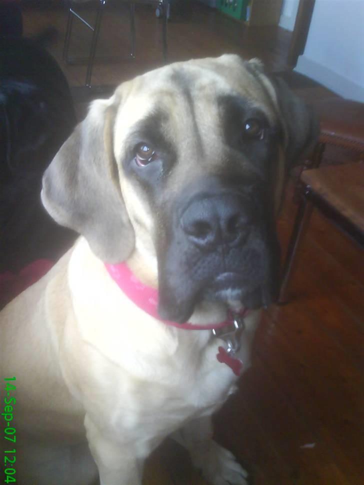 Mastiff Hugedogge The Queen - Aika billede 1