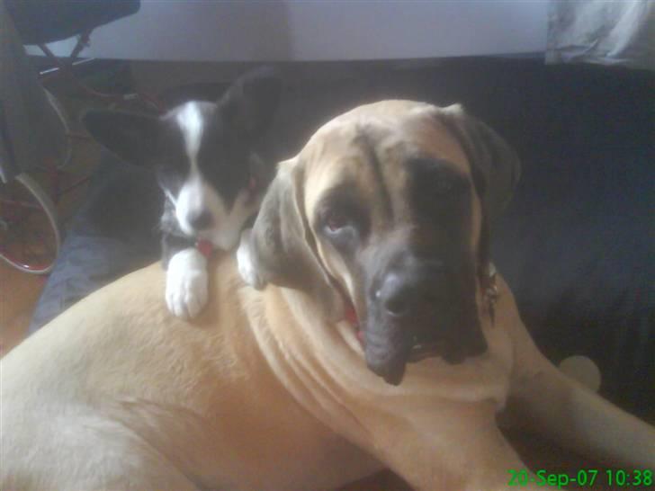 Mastiff Hugedogge The Queen - Aika og min Welsh Corgi Cardigan Alma billede 2