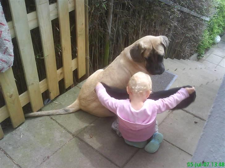 Mastiff Hugedogge The Queen billede 3