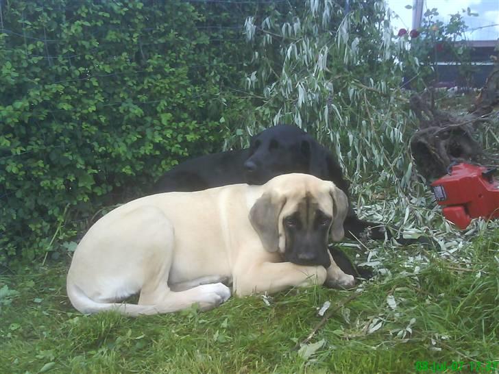 Mastiff Hugedogge The Queen billede 4