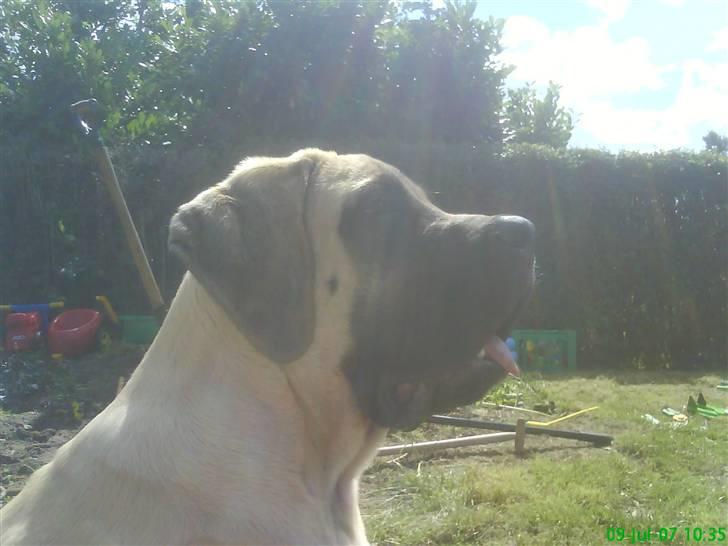 Mastiff Hugedogge The Queen billede 5