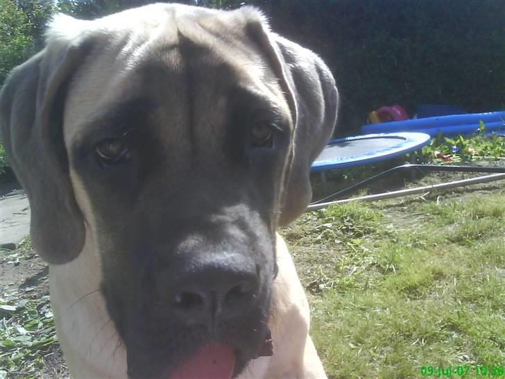 Mastiff Hugedogge The Queen billede 6