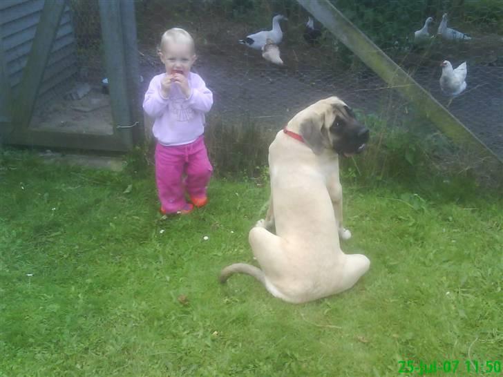 Mastiff Hugedogge The Queen billede 7