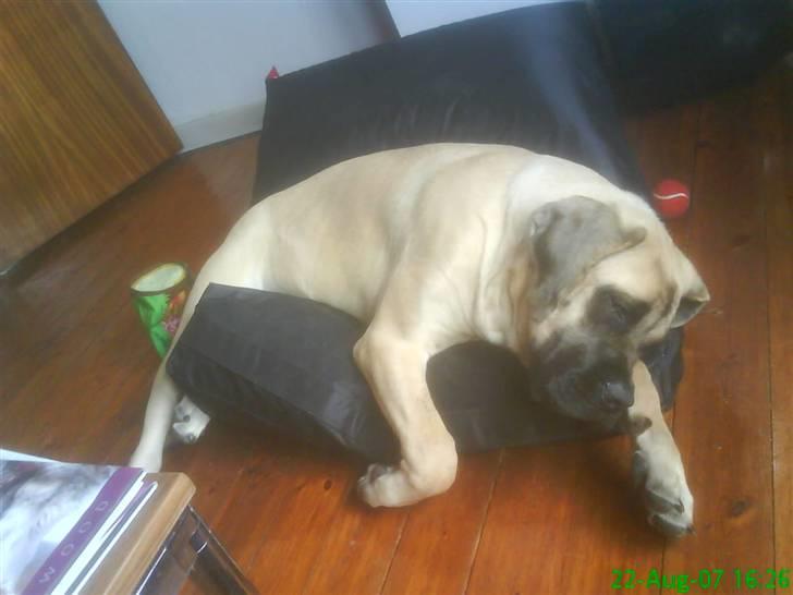 Mastiff Hugedogge The Queen billede 8