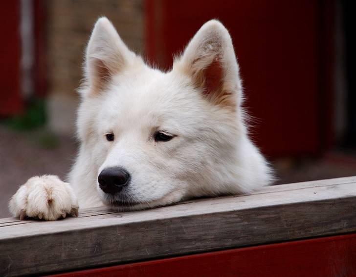 Samojedhund Audi  billede 3