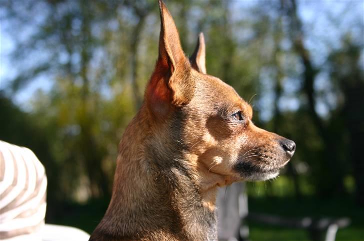 Chihuahua Dixi billede 1