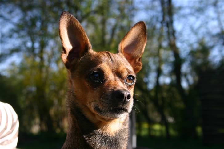 Chihuahua Dixi billede 2