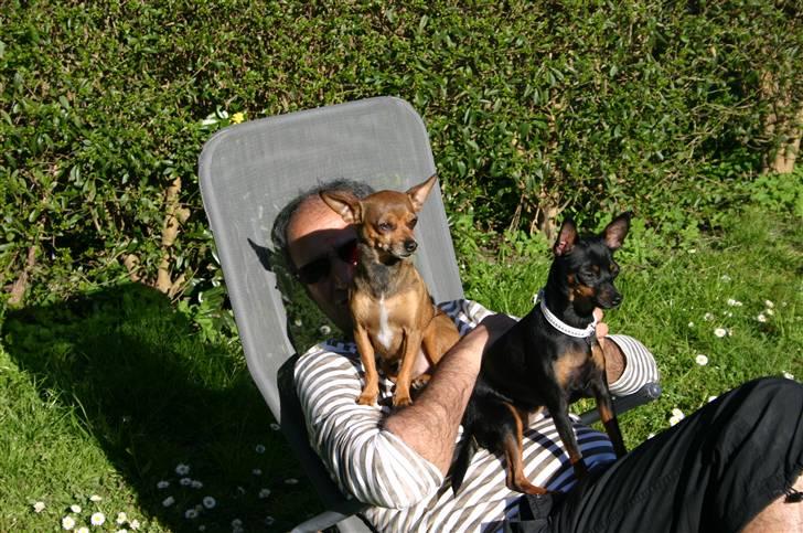 Chihuahua Dixi billede 3