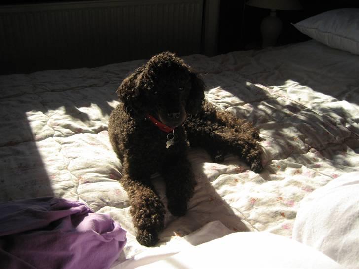 Mellempuddel Curly billede 13