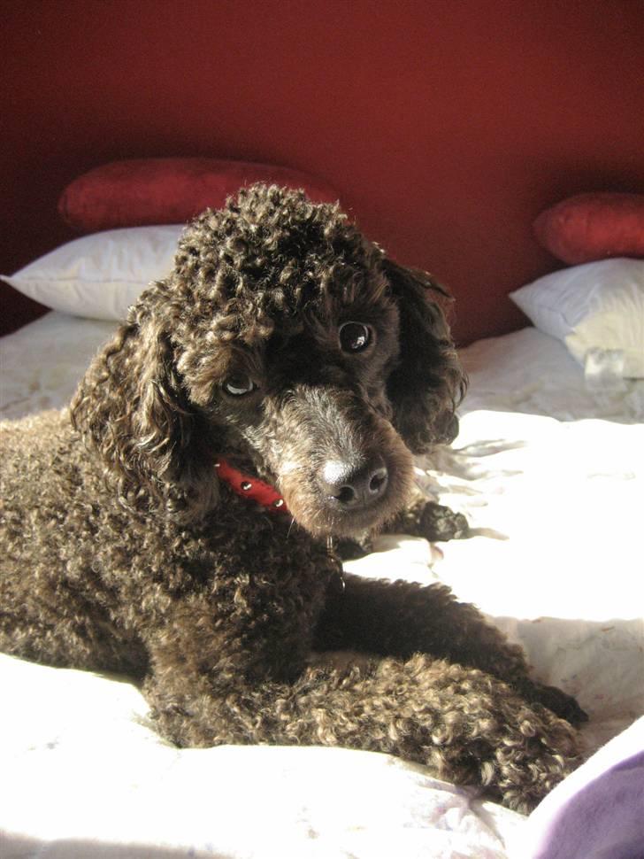 Mellempuddel Curly billede 14