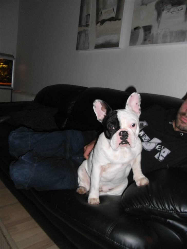 Fransk bulldog Tyson - Tyson er 6mrd og vejer nu . ca 11 kilo.. en lækker dreng. billede 17