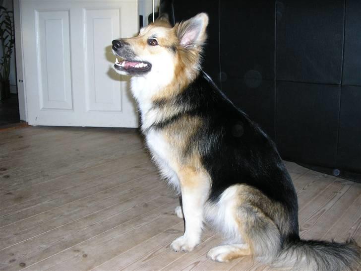 Islandsk fårehund zako - Elsker det fjoede grin billede 12