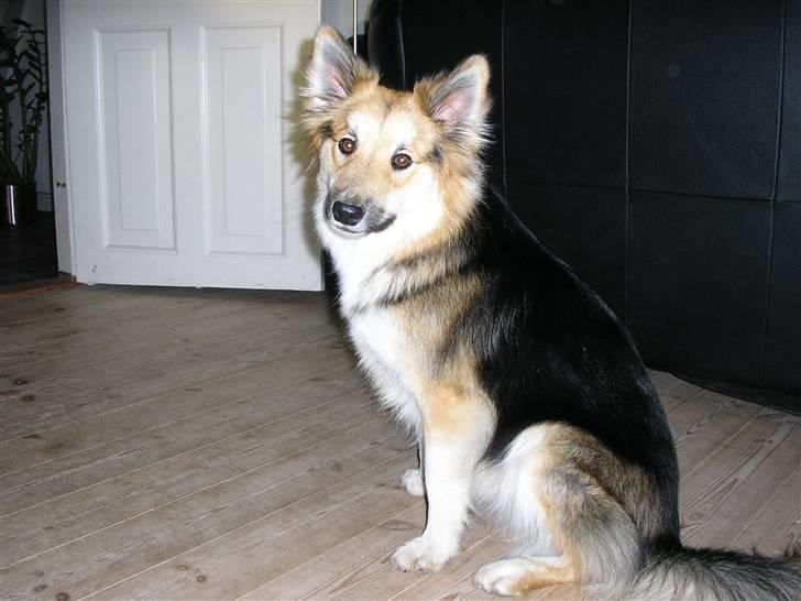 Islandsk fårehund zako - Jeg kan også se sød ud billede 13