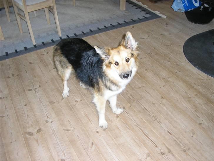 Islandsk fårehund zako - Årh du blir´ også ved mor billede 14