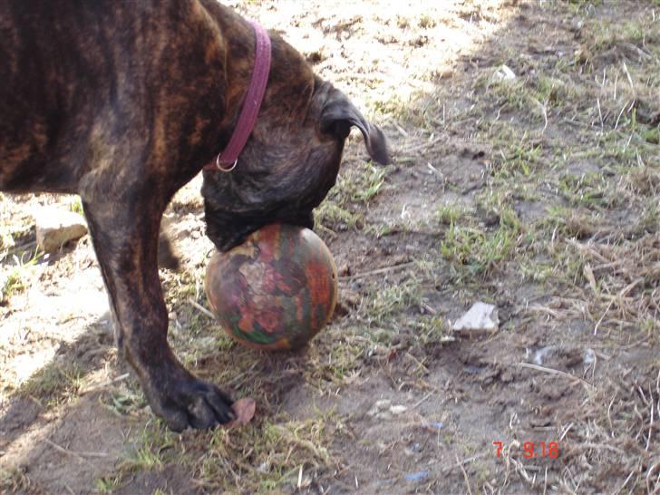 Bullmastiff Frida - Frida leger med bold:D billede 8
