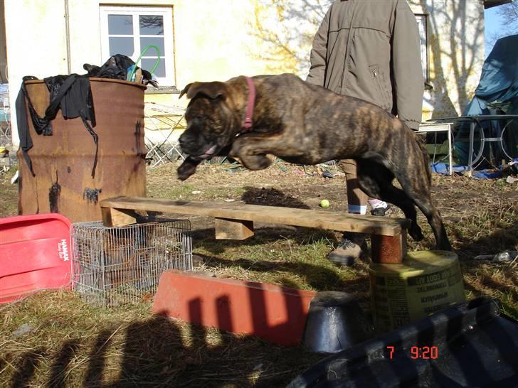 Bullmastiff Frida - Frida elsker at springe:P billede 9