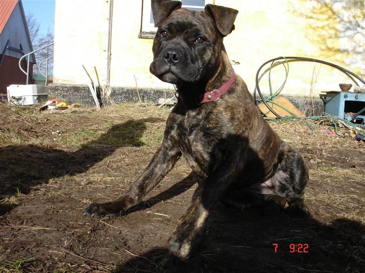 Bullmastiff Frida - hihi C: hun ser sjov ud:D billede 10