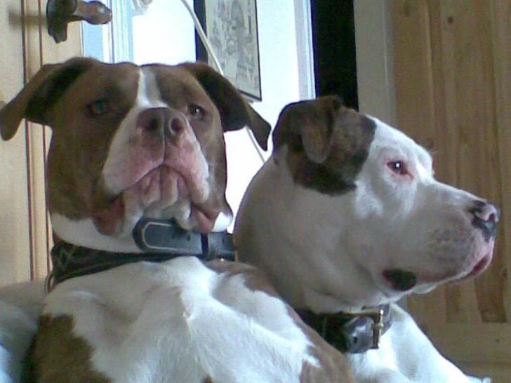 Amerikansk bulldog T-bone - 23/10-07 billede 12