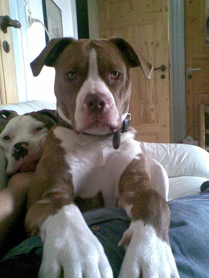 Amerikansk bulldog T-bone - 23/10-07 billede 13