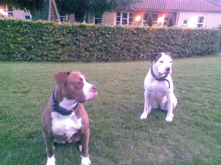 Amerikansk bulldog Maggie - 29/08-07 billede 10