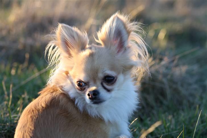 Chihuahua Dusty - jeg kan også se nuttet ud billede 10