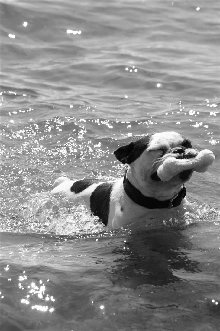 Fransk bulldog nicco billede 7