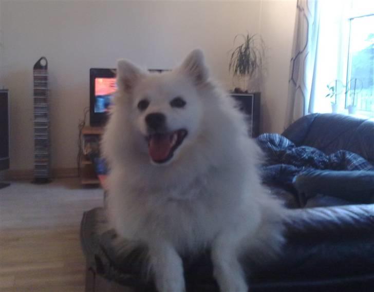 Japansk spids Tanilla - Tanilla Prinsessen. billede 1