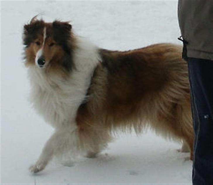 Collie langhåret Balla Laika [Død 5/12-07] - Laika med lidt sne på snuden :) Elsker sne, bortset fra isklumperne under poterne billede 3