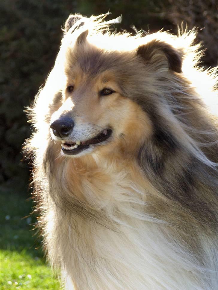 Collie langhåret The Sound of Music, Bella - Den smukke tøs ;) billede 1