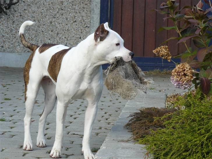 Amerikansk staffordshire terrier Fendi - se min fine  bold billede 8