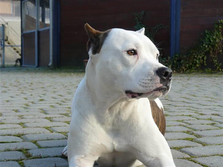 Amerikansk staffordshire terrier Fendi billede 9