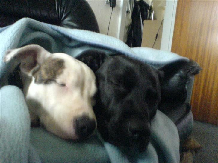 Blanding af racer Rocky billede 2