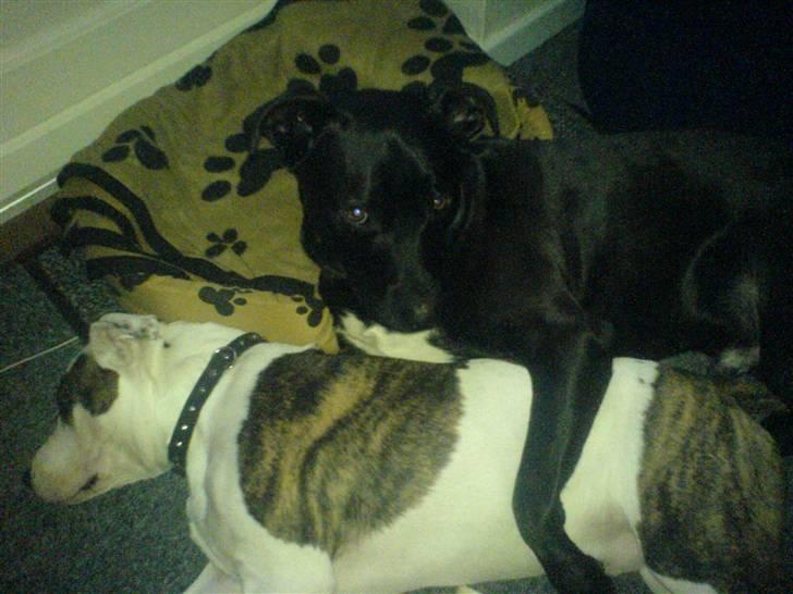 Blanding af racer Rocky billede 3