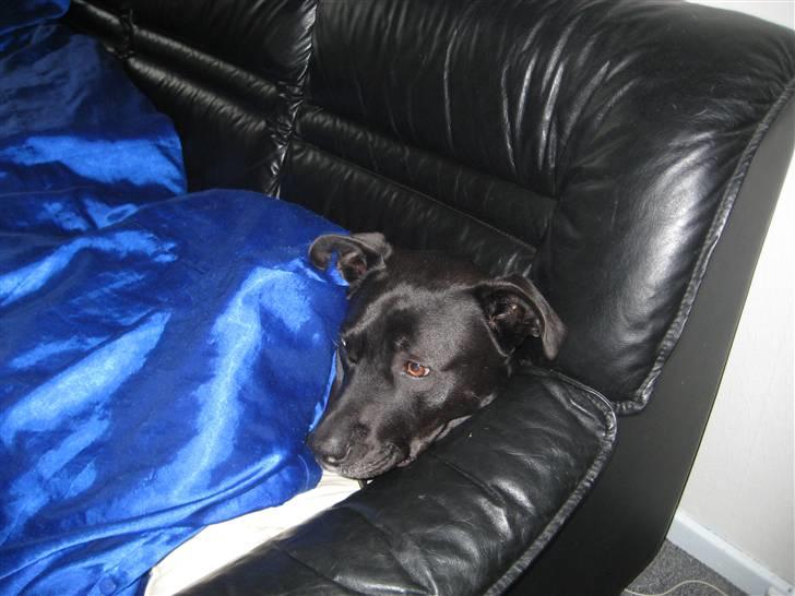 Blanding af racer Rocky billede 5