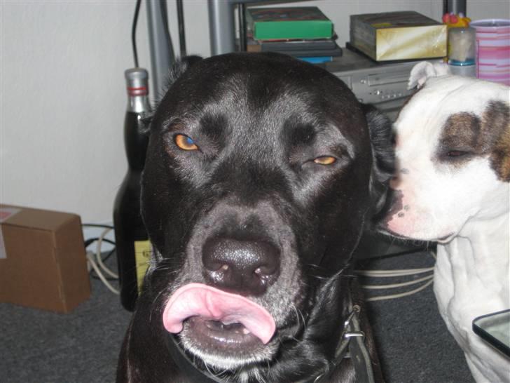 Blanding af racer Rocky billede 6