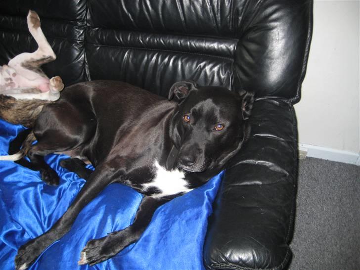 Blanding af racer Rocky billede 7