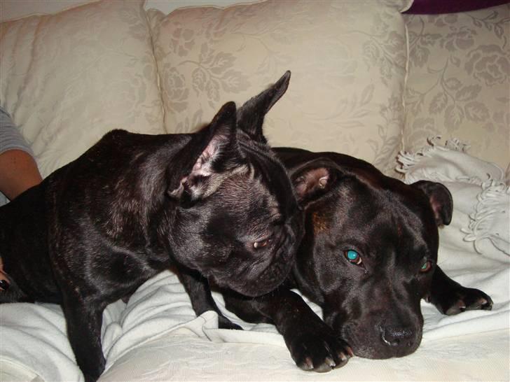 Staffordshire bull terrier     ITSO  24. okt - Itso og hans veninde Purple billede 15