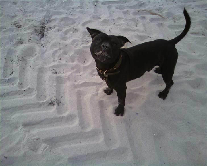 Staffordshire bull terrier     ITSO  24. okt - Itso the strand monster... billede 16