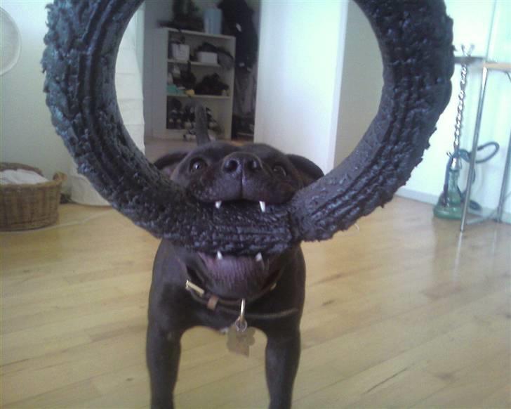 Staffordshire bull terrier     ITSO  24. okt - En farlig hund, grrrr. billede 17