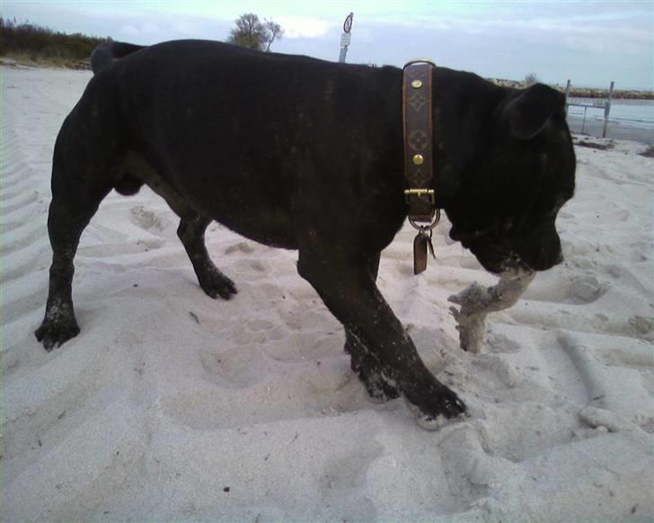 Staffordshire bull terrier     ITSO  24. okt billede 18