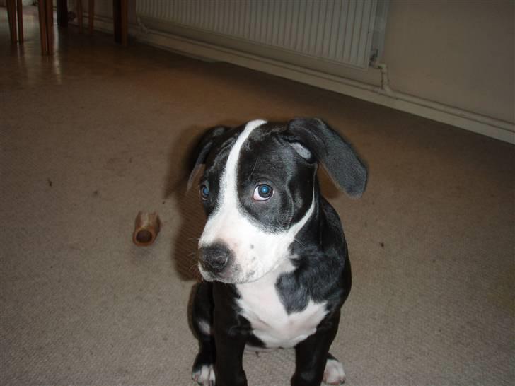 Amerikansk staffordshire terrier Diva billede 6