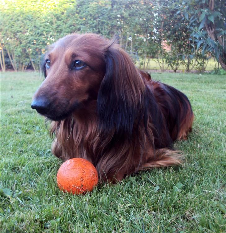 Dværggravhund Oskar - At give slip er ikke nødvendigvis et tegn på at man er svag - det kan også være et tegn på at man er stærk nok til at give slip på det man elsker. billede 5