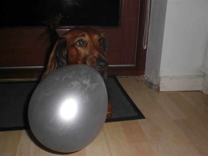 Dværggravhund Oskar - Oskar nytårs aften 08/09. De havde fået balloner til at lege med, det brugte de det meste af aften på.   billede 6